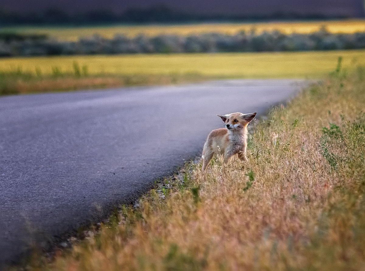 Лисенок у дороги