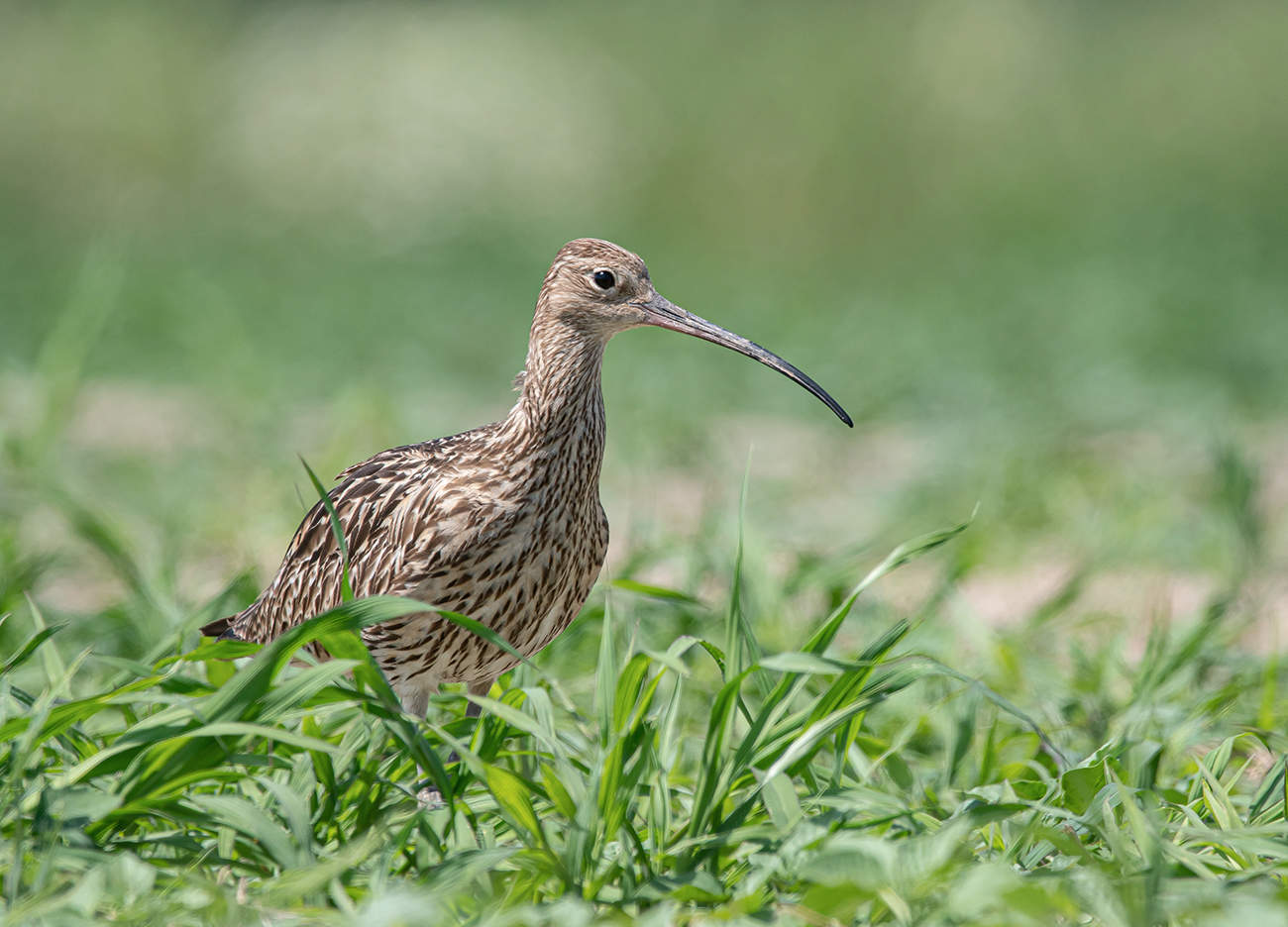 Большой кроншнеп