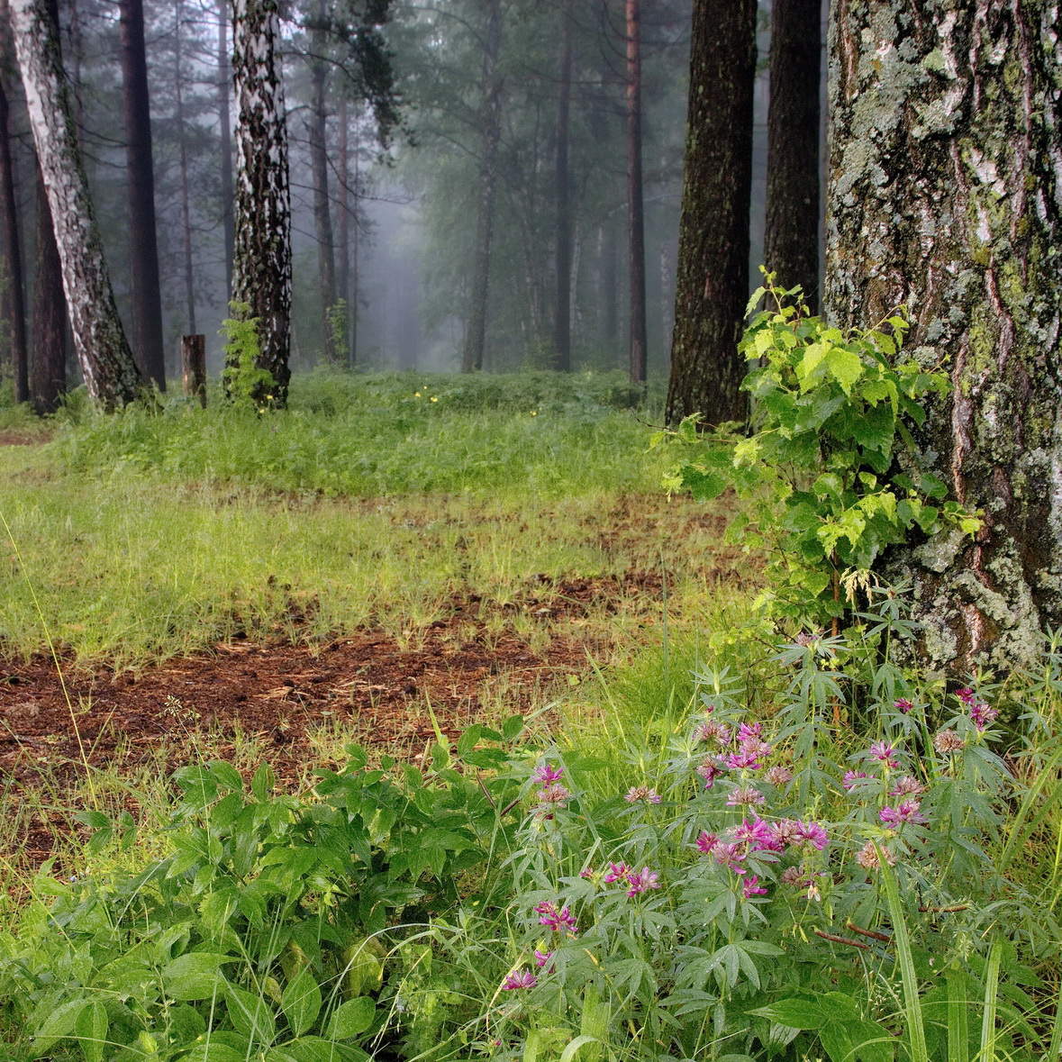 Утренний этюд.