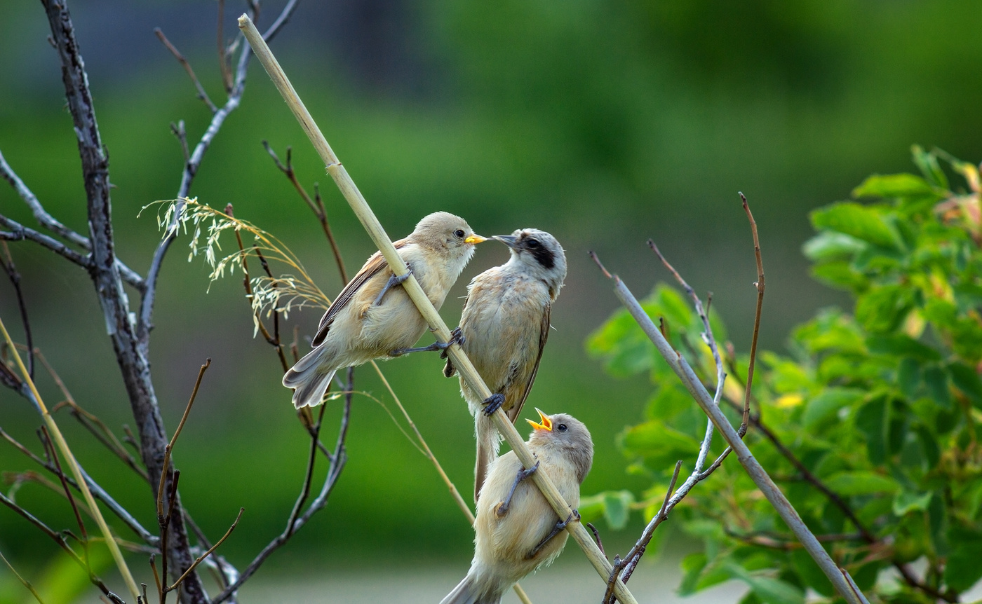 А мне жучка?