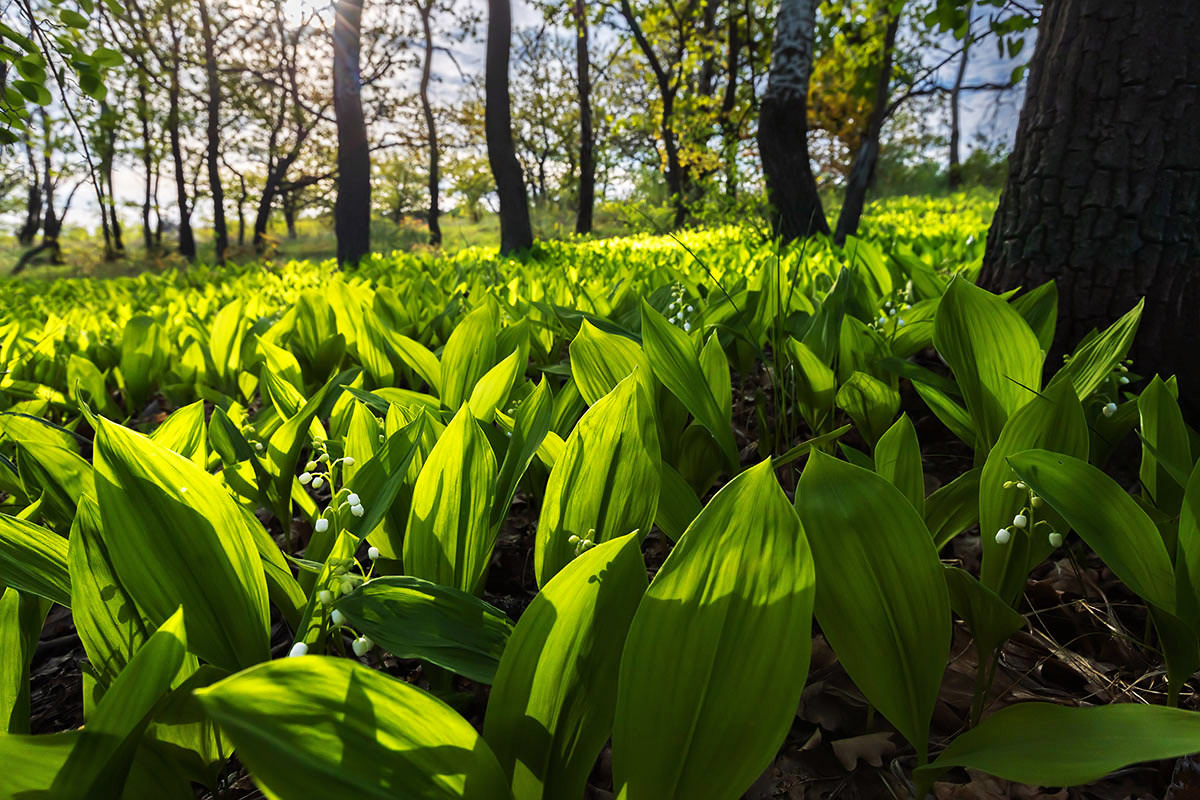 Светлого мая привет