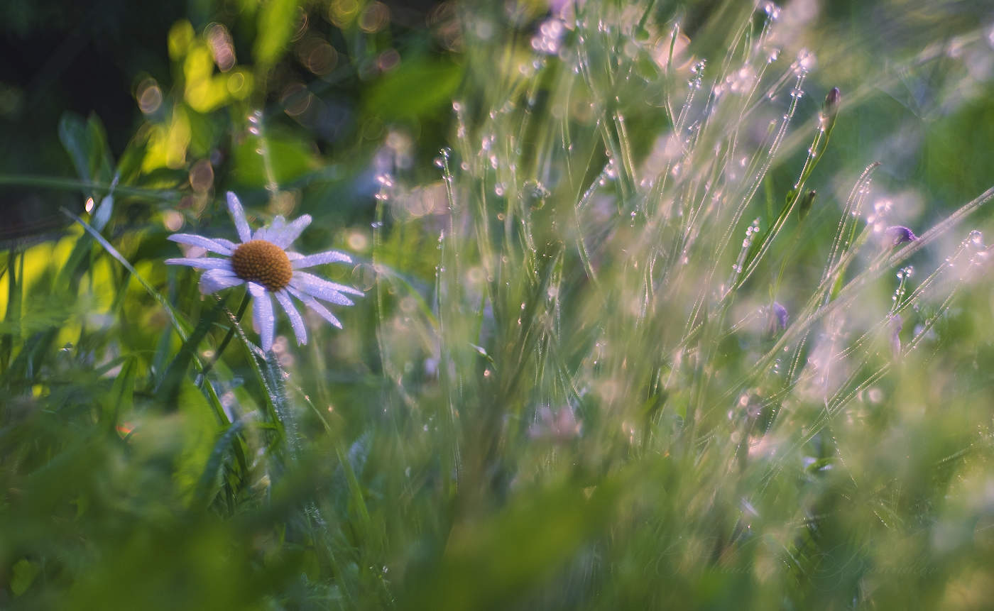 В серебристой росе