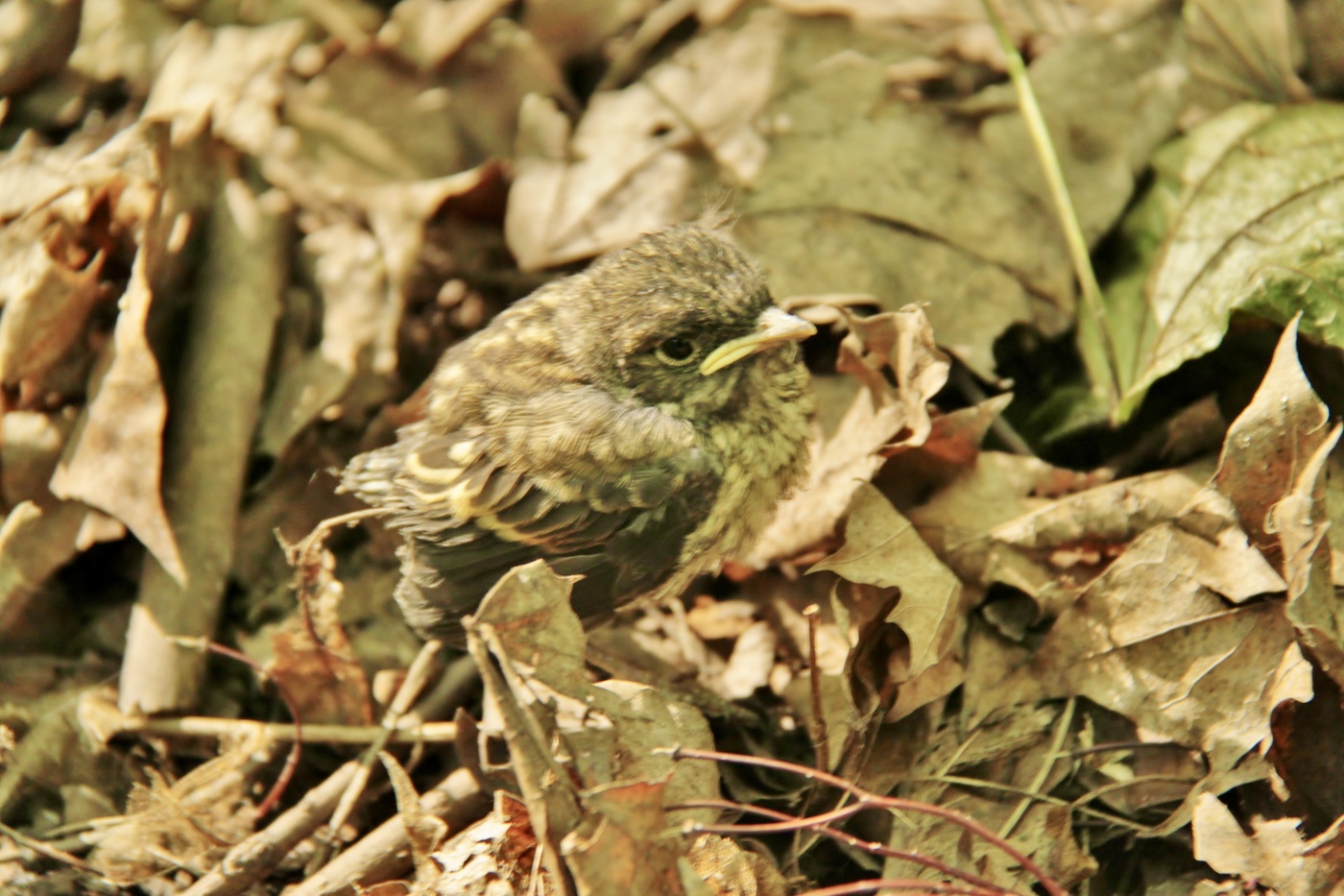 Замаскировался…