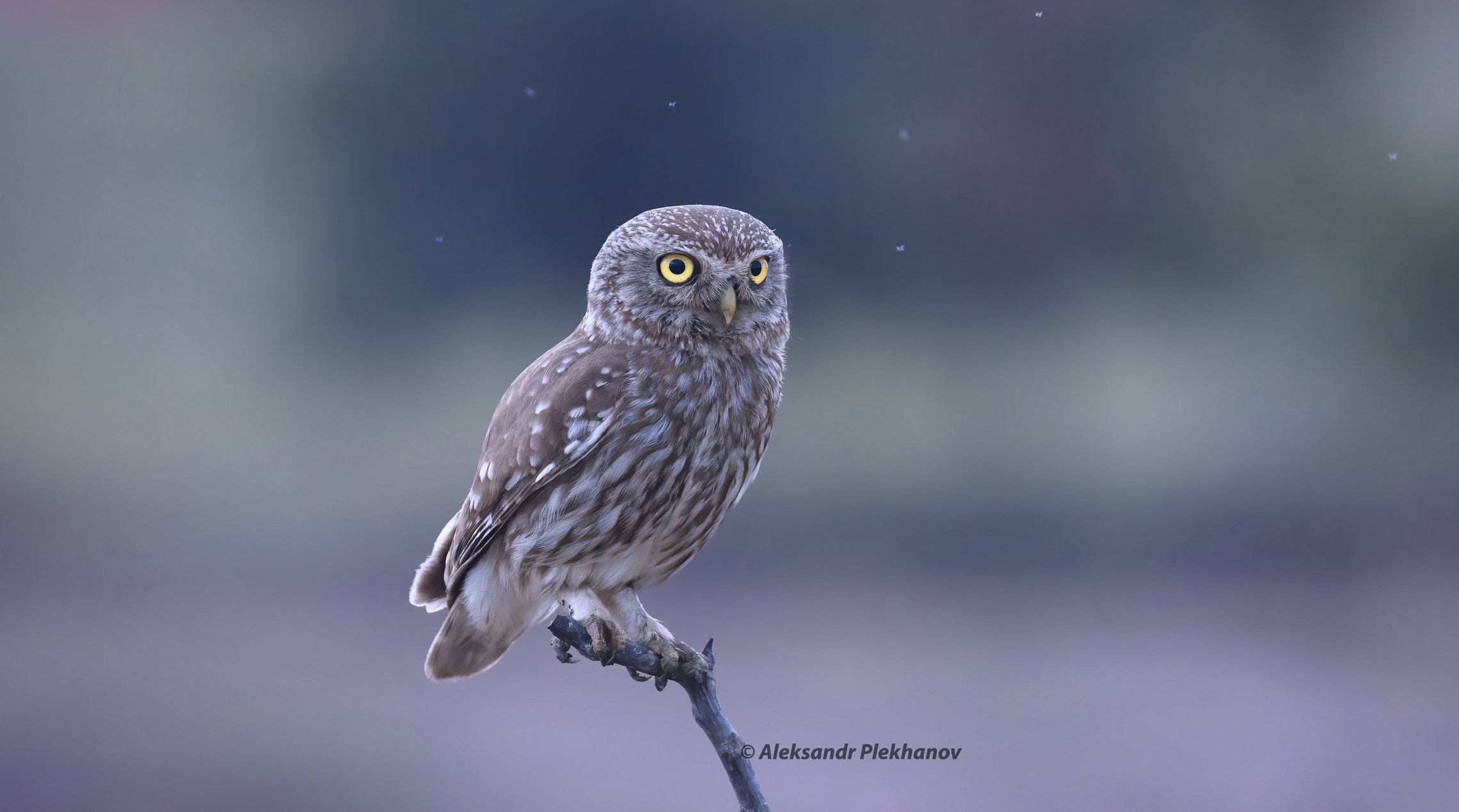 Вечерний гость