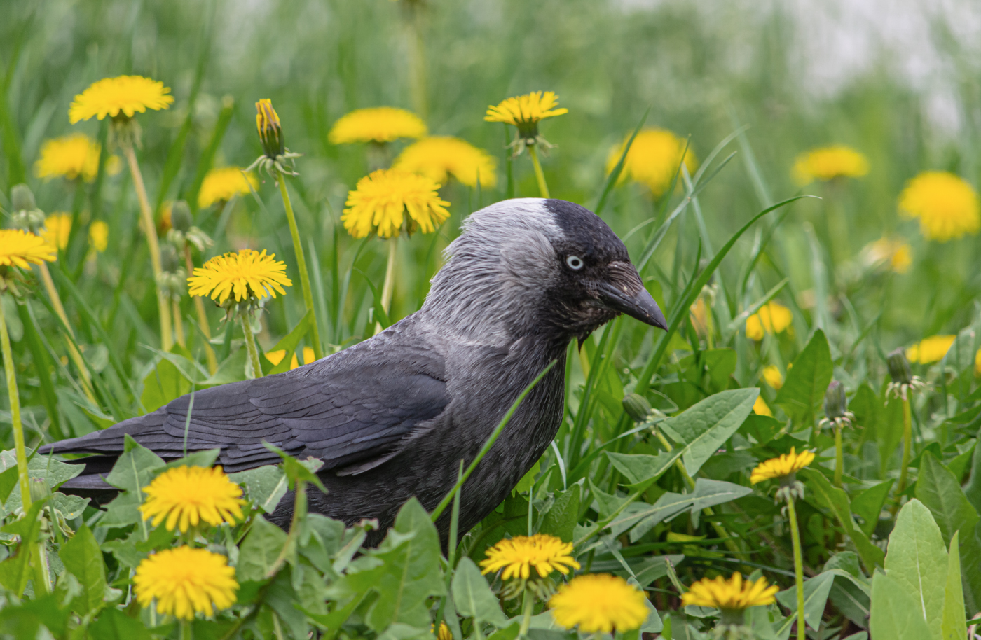 Портрет в весеннем интерьере...