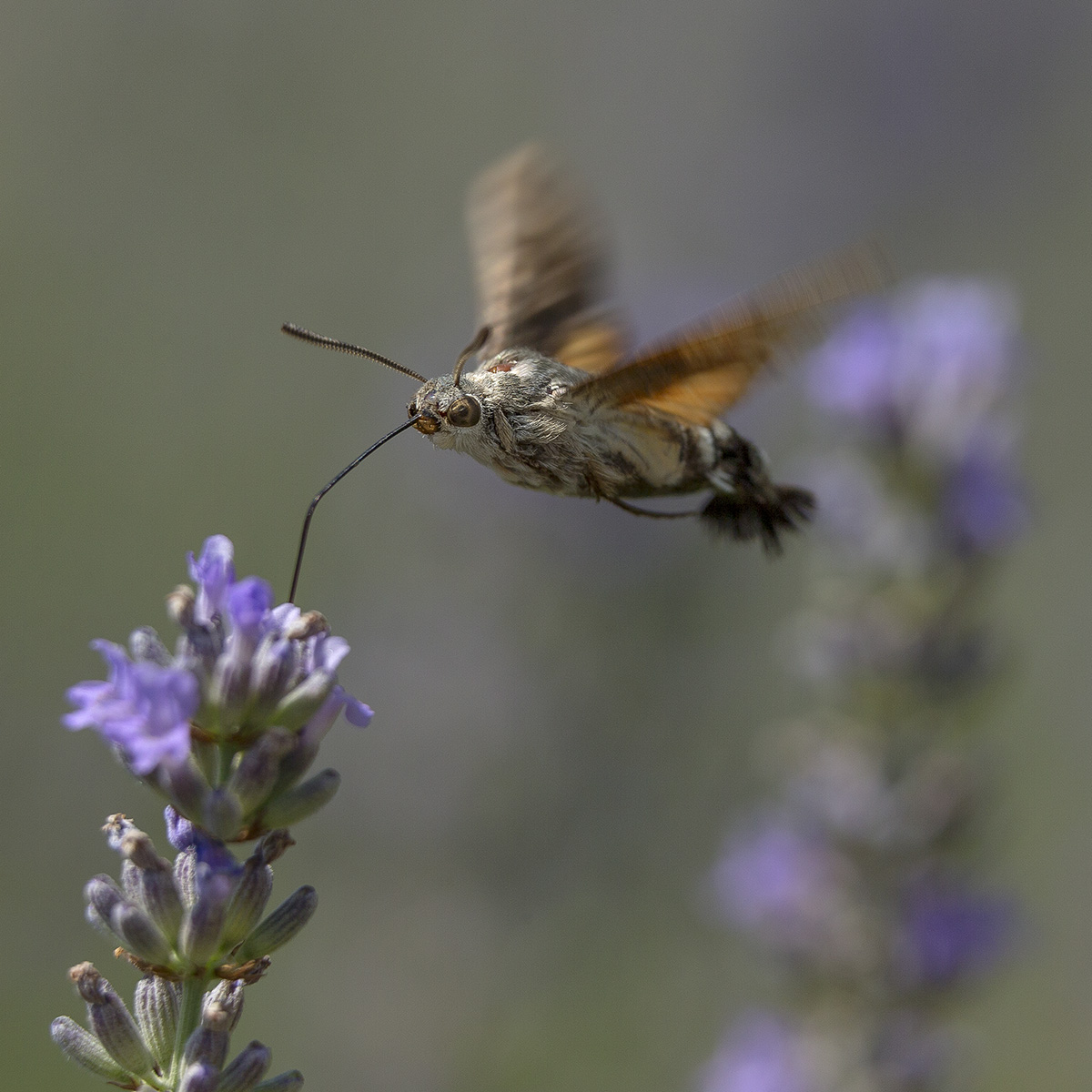 Бражник в полете