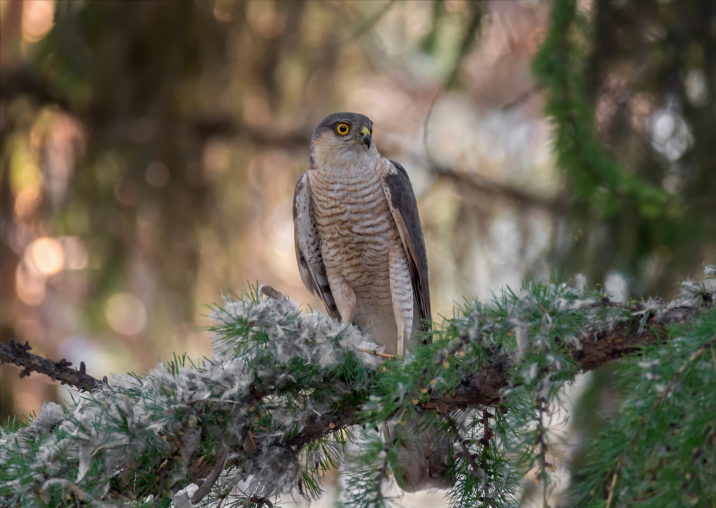 ястреб перепелятник..