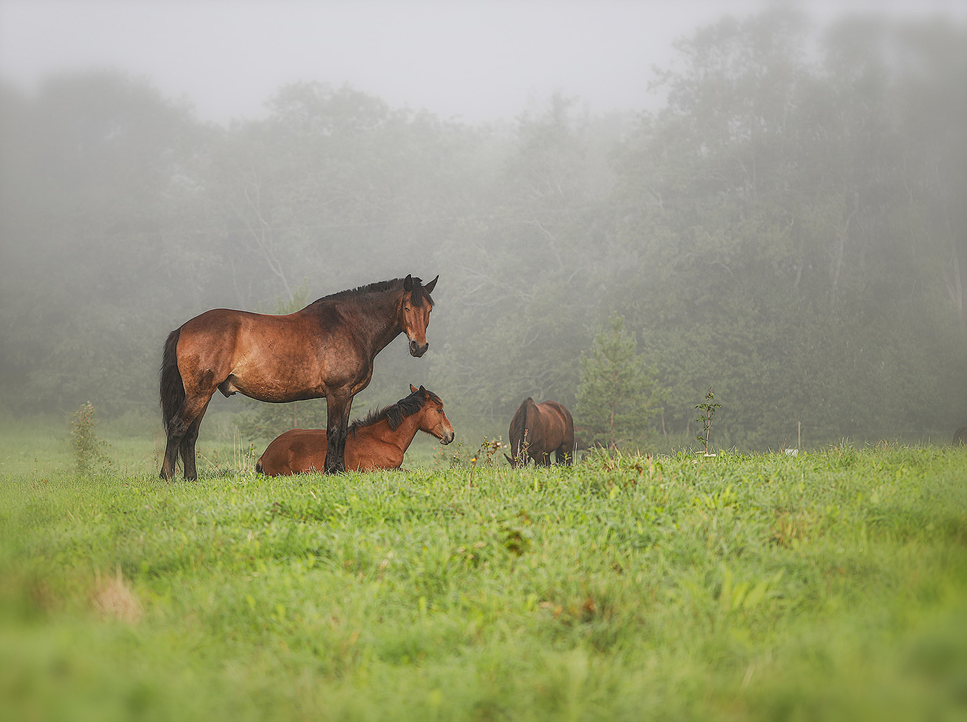 Непрошенное вторжение...