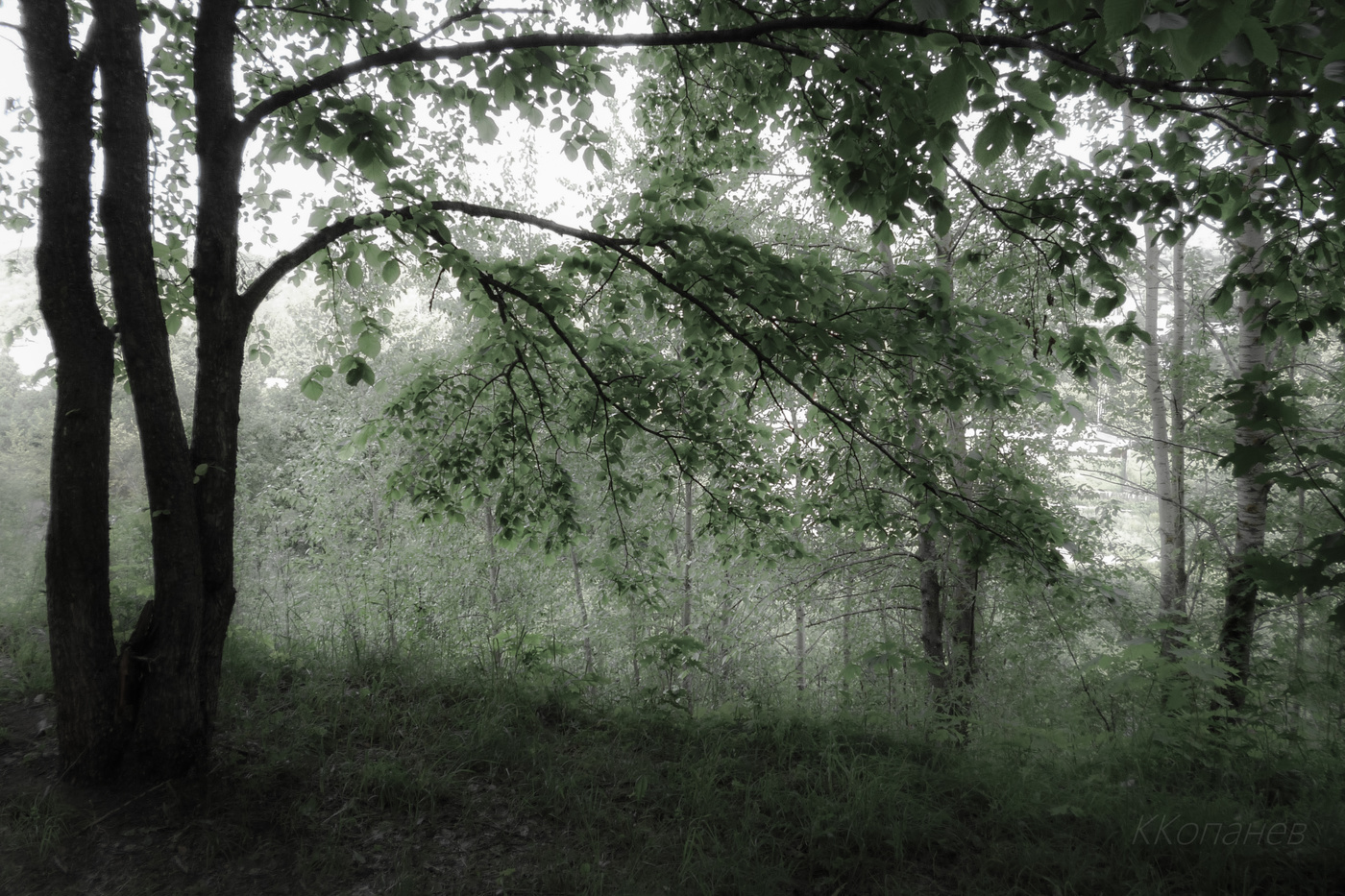 В тени деревьев