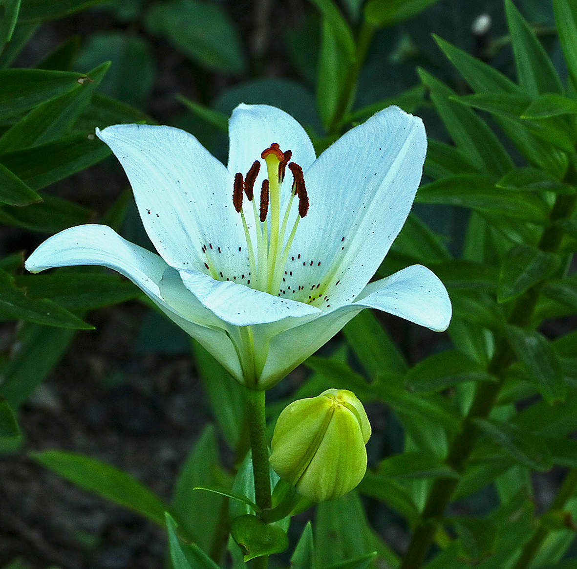 Время лилий