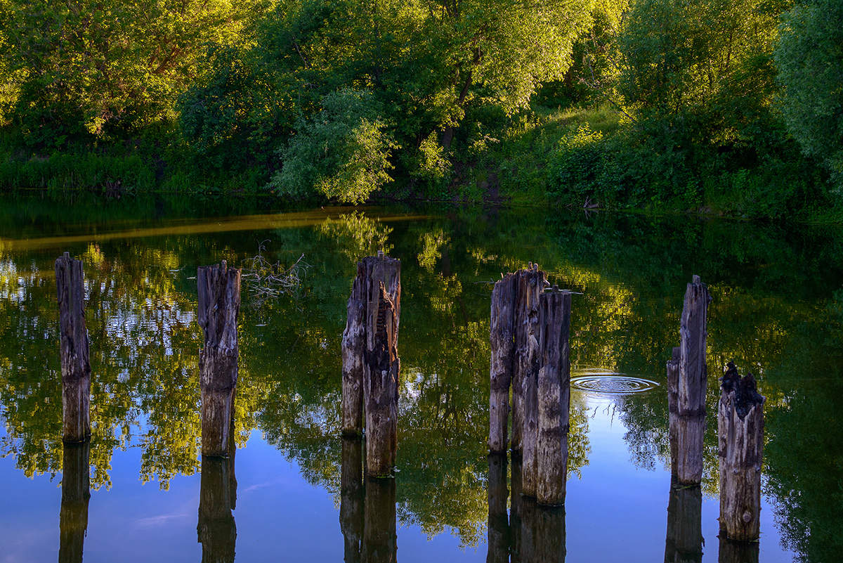 Старый пруд...
