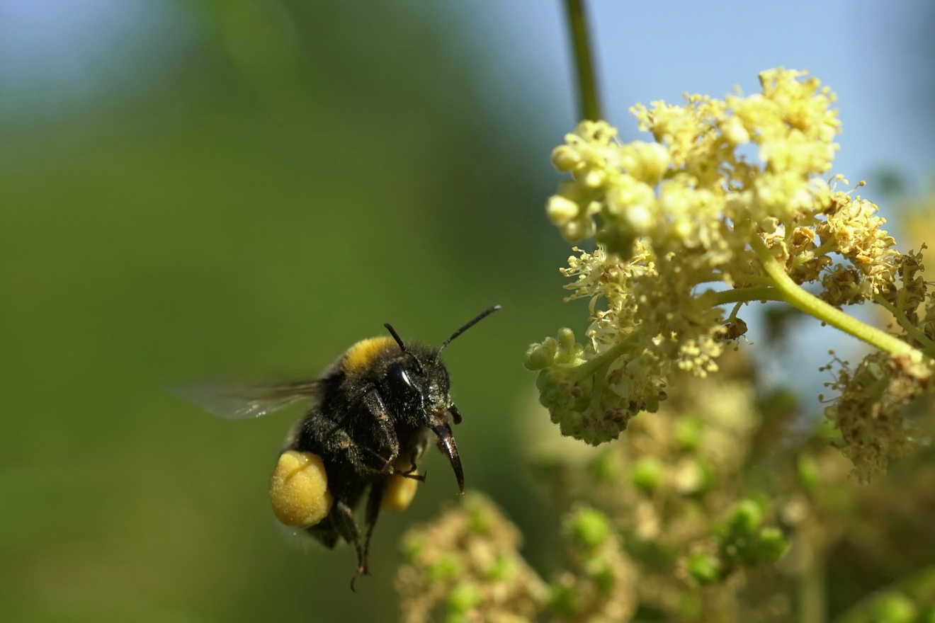 На кормёжку