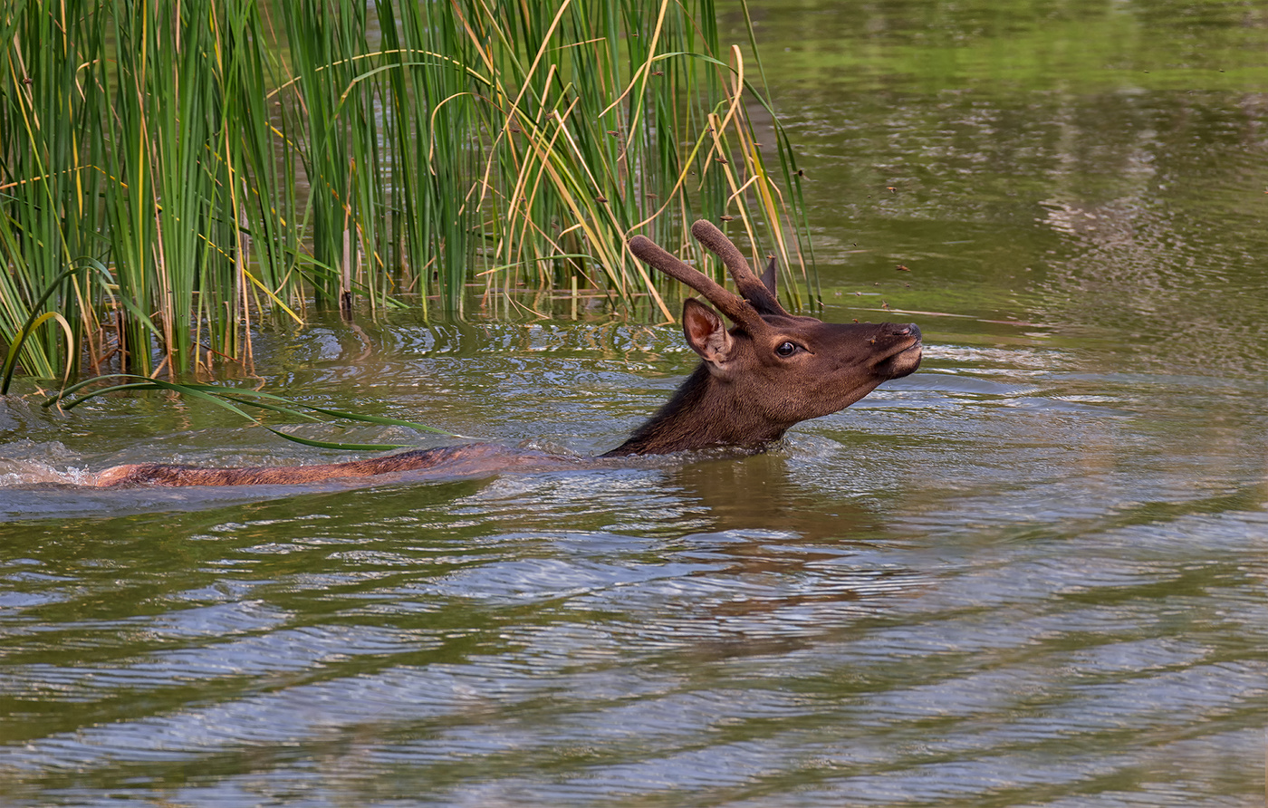 вода - это спасение