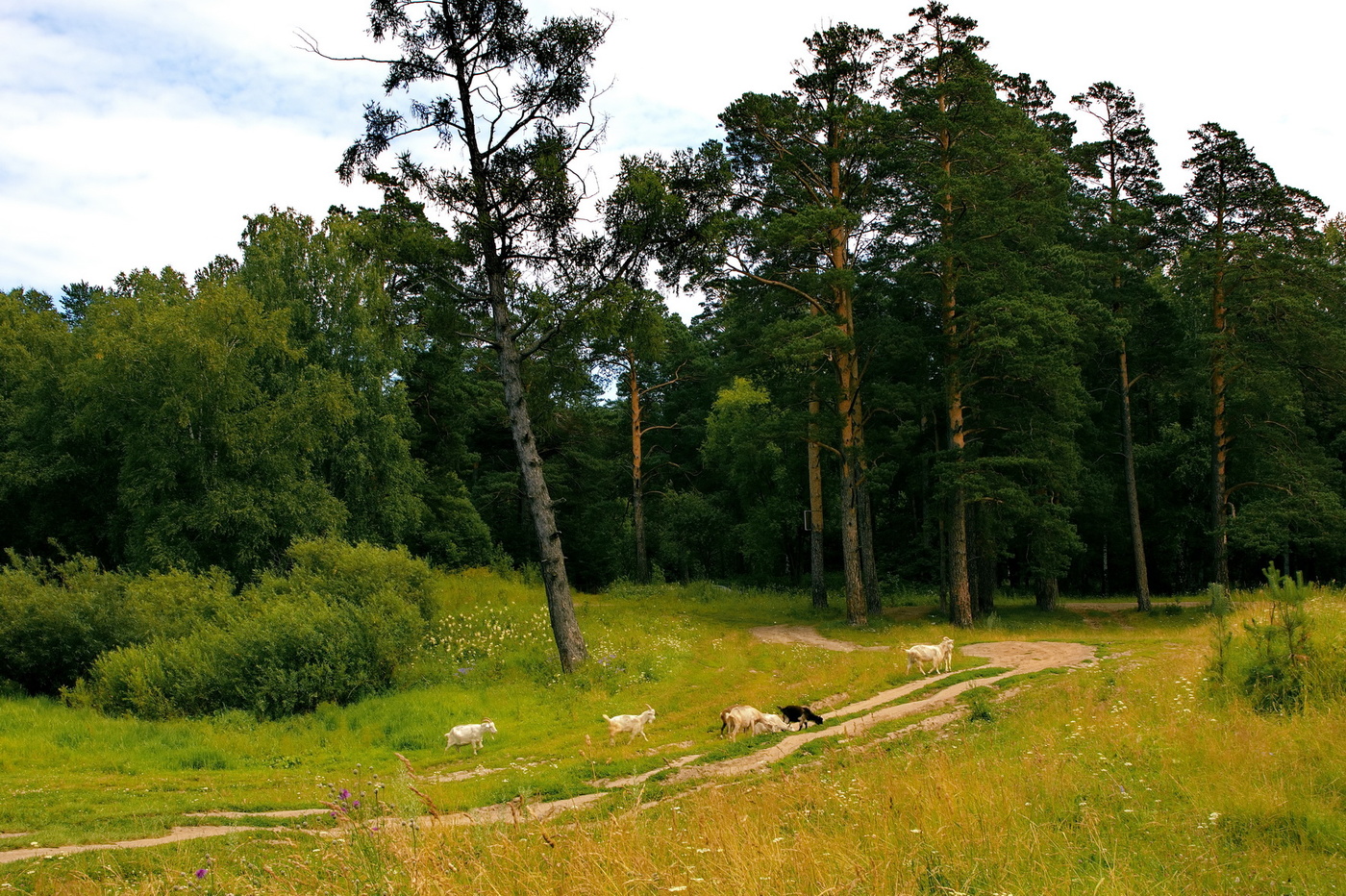 Летний полдень.