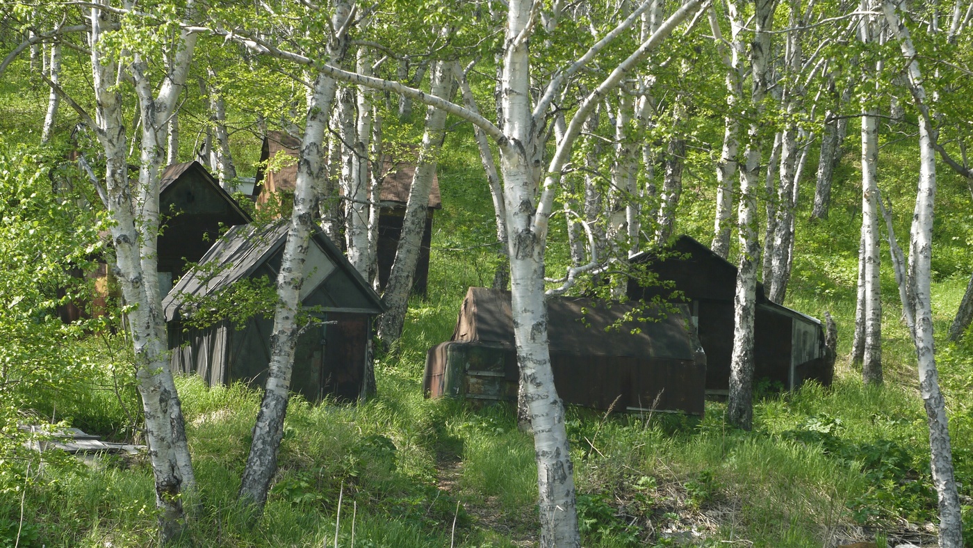 Берёзовая роща.