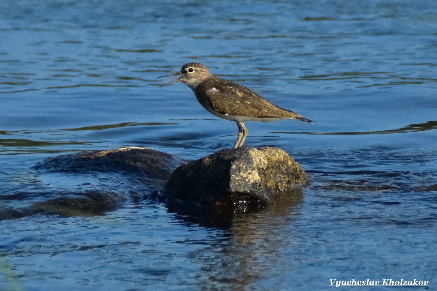 Речной кулик