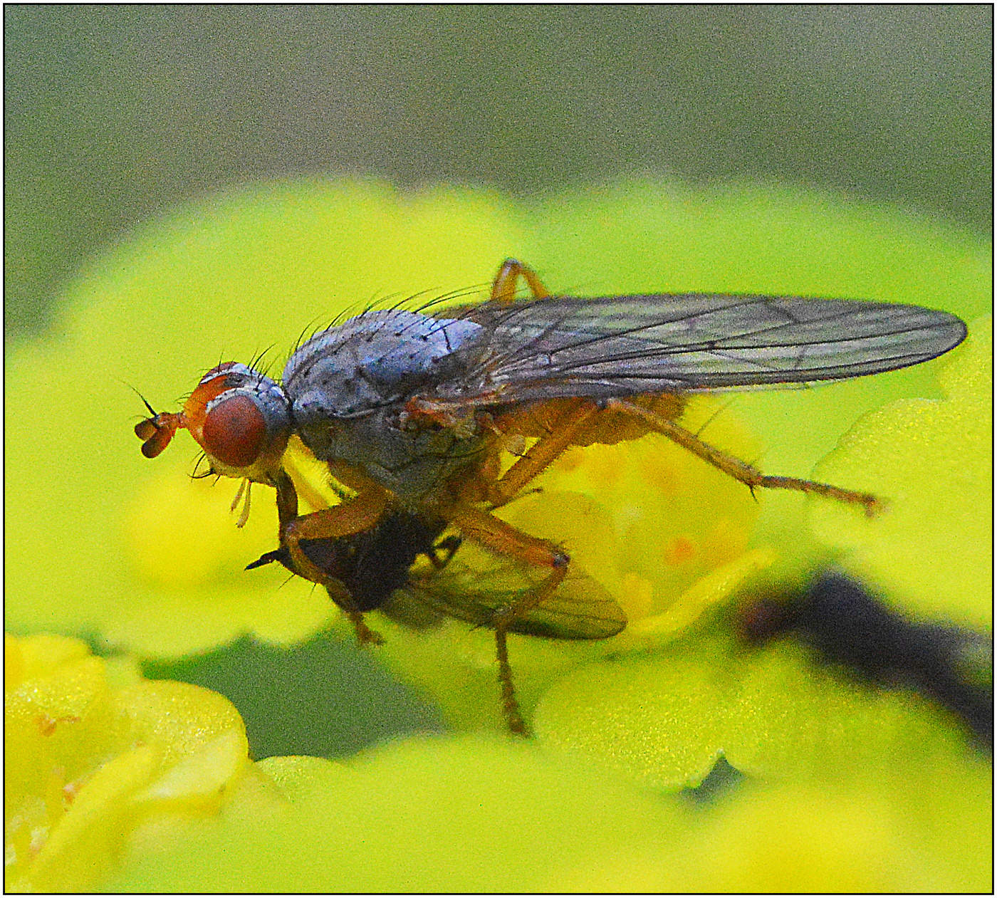 Маленькая разбойница.