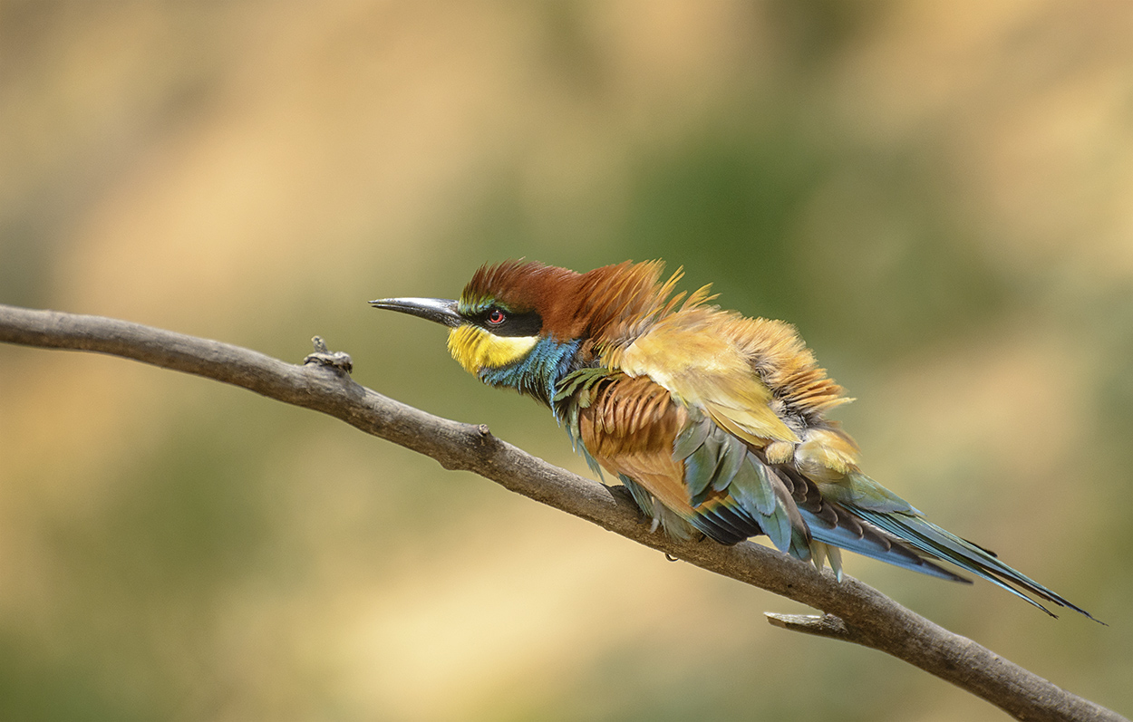 Ох как я зол...