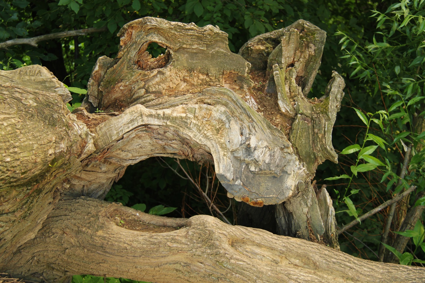 Чудище лесное