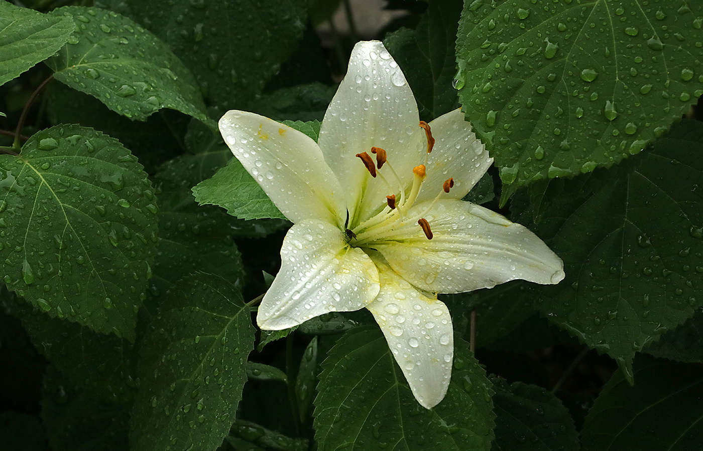 Красавица под дождём