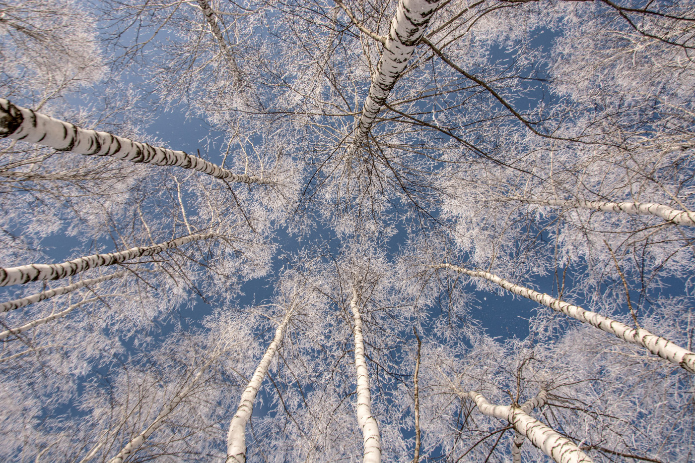В круговерти берёзовой...