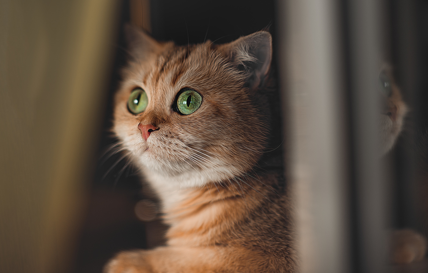 Просмотр вечерних новостей за окном...