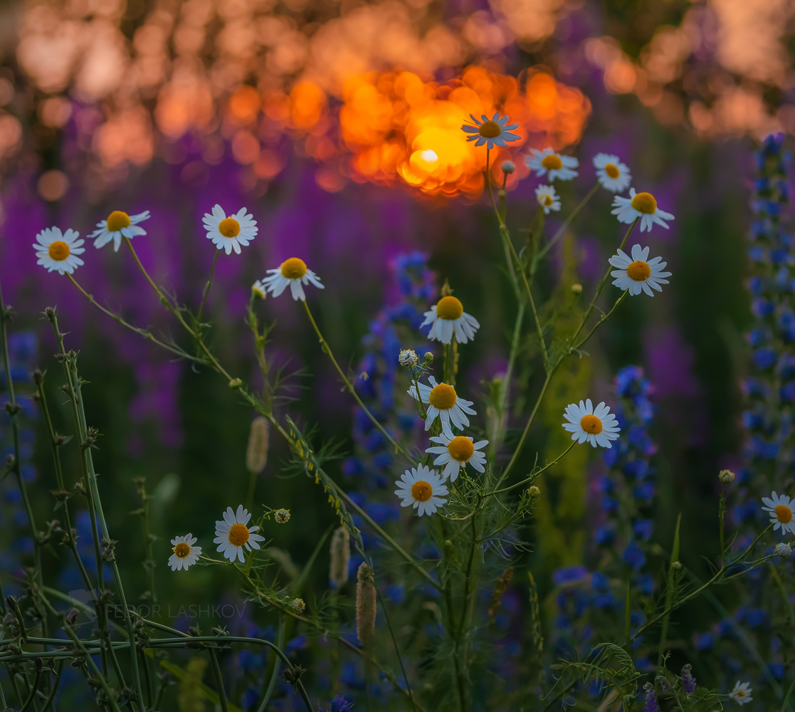 Летняя живопись