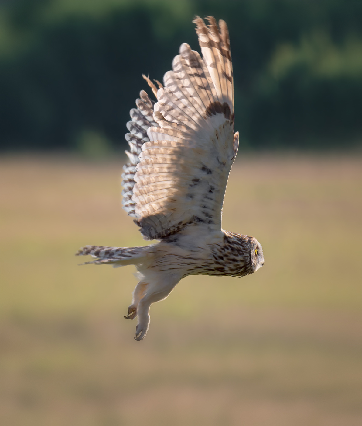 Полёт совы..