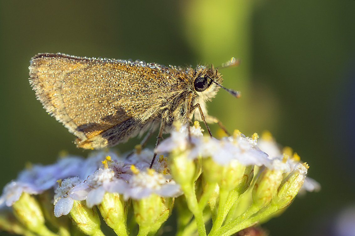 Сезон охоты на бабочек.