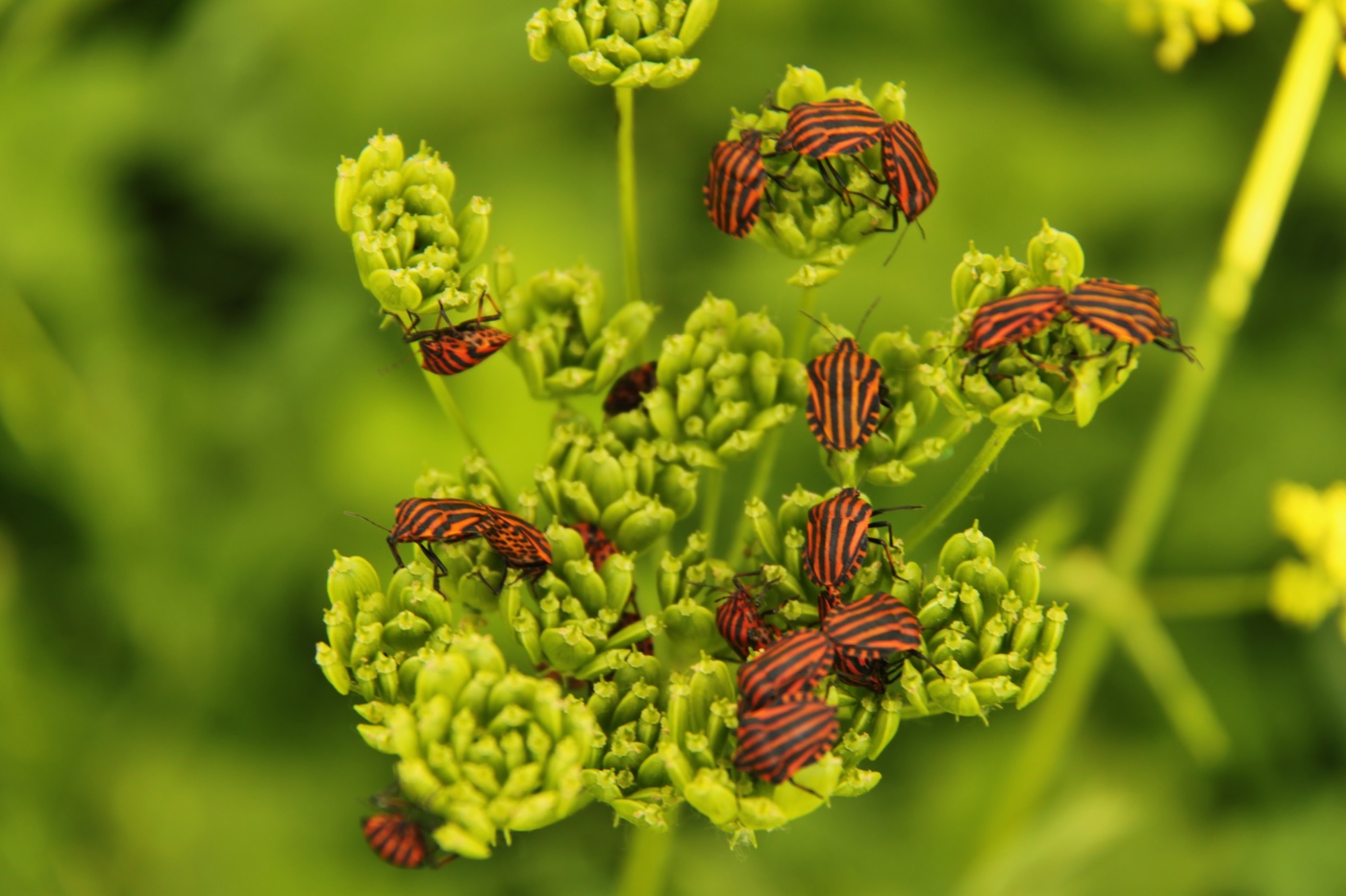 Летнее настроение