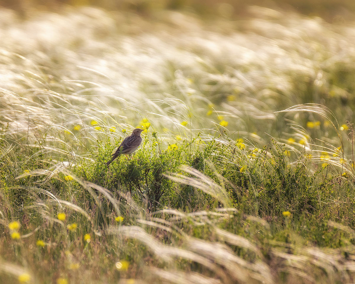Степные картинки