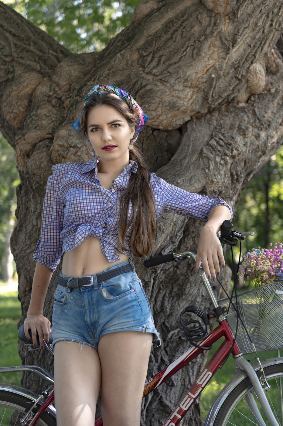 старый клен