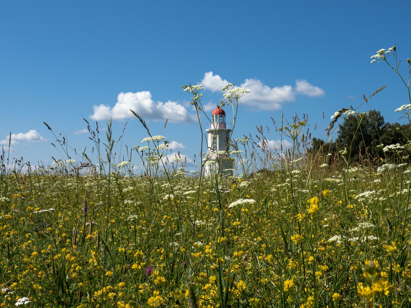 Посреди цветущего поля