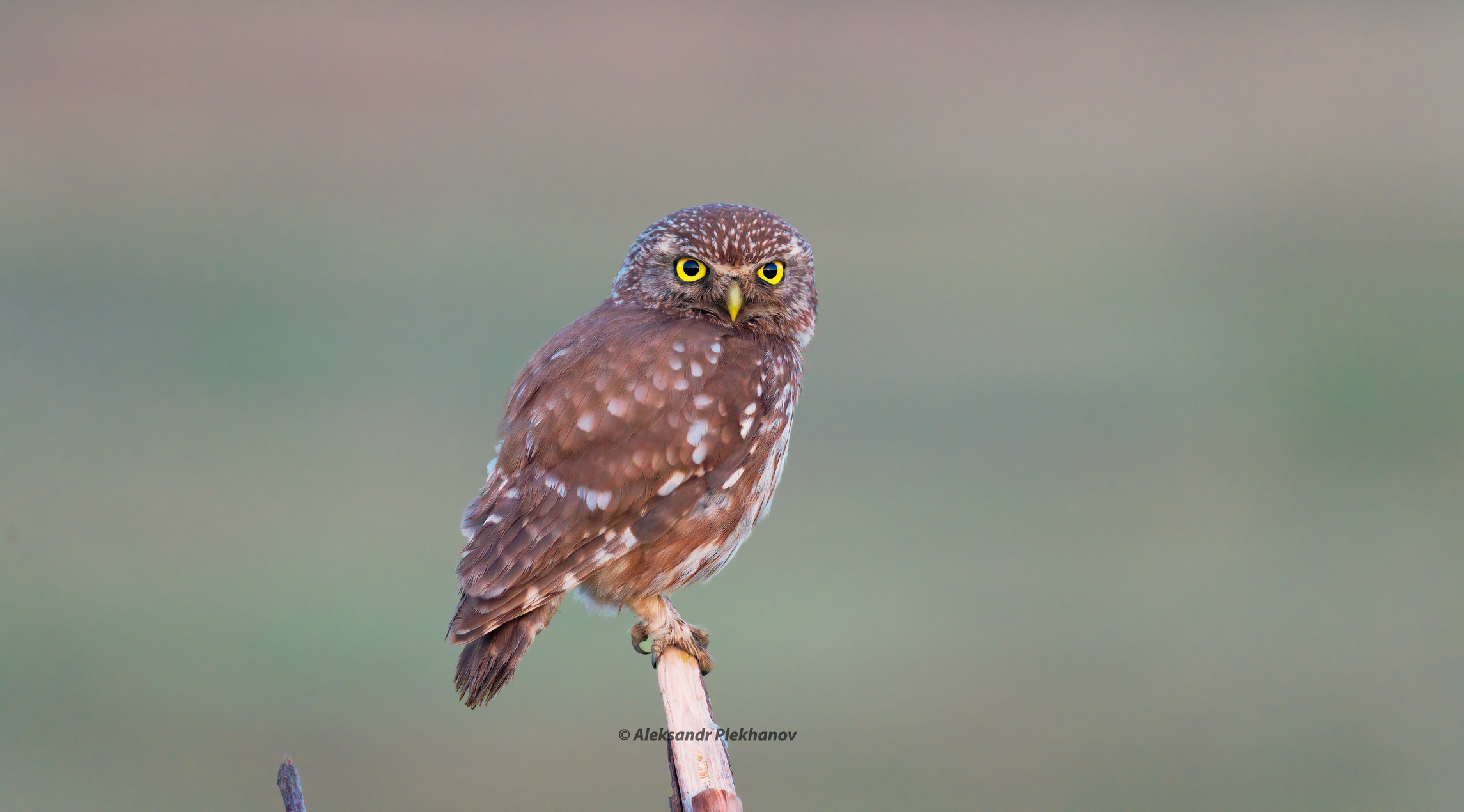 Маленькая сова