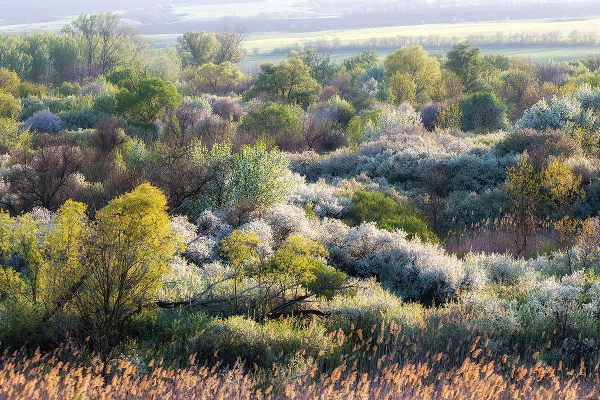 Кипение мая