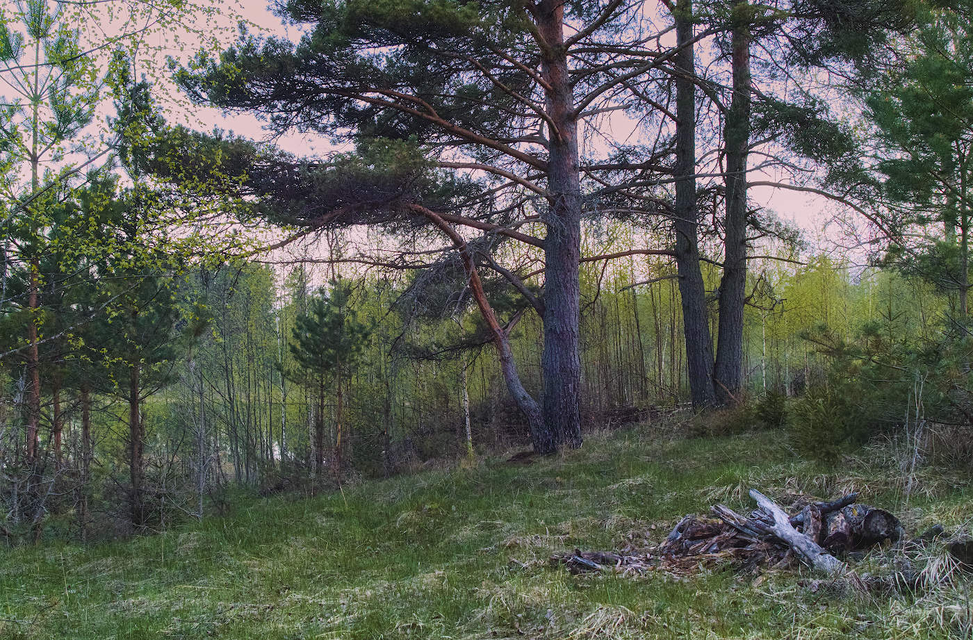 Весенний лес