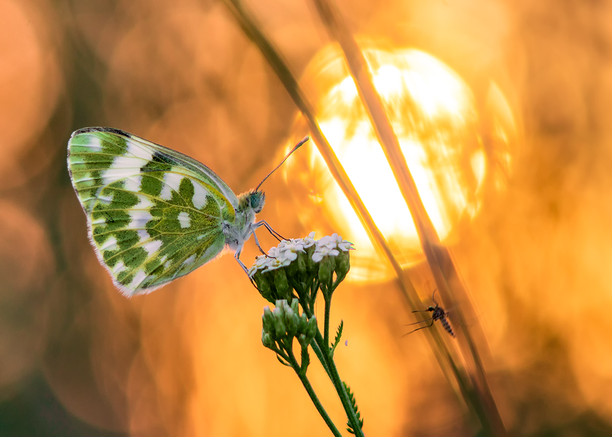 История про Солнце, бабочку и комара