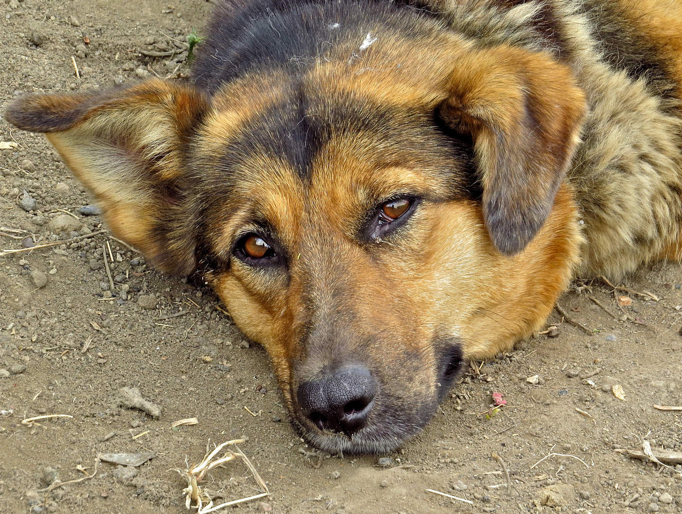 Бездомный пёс