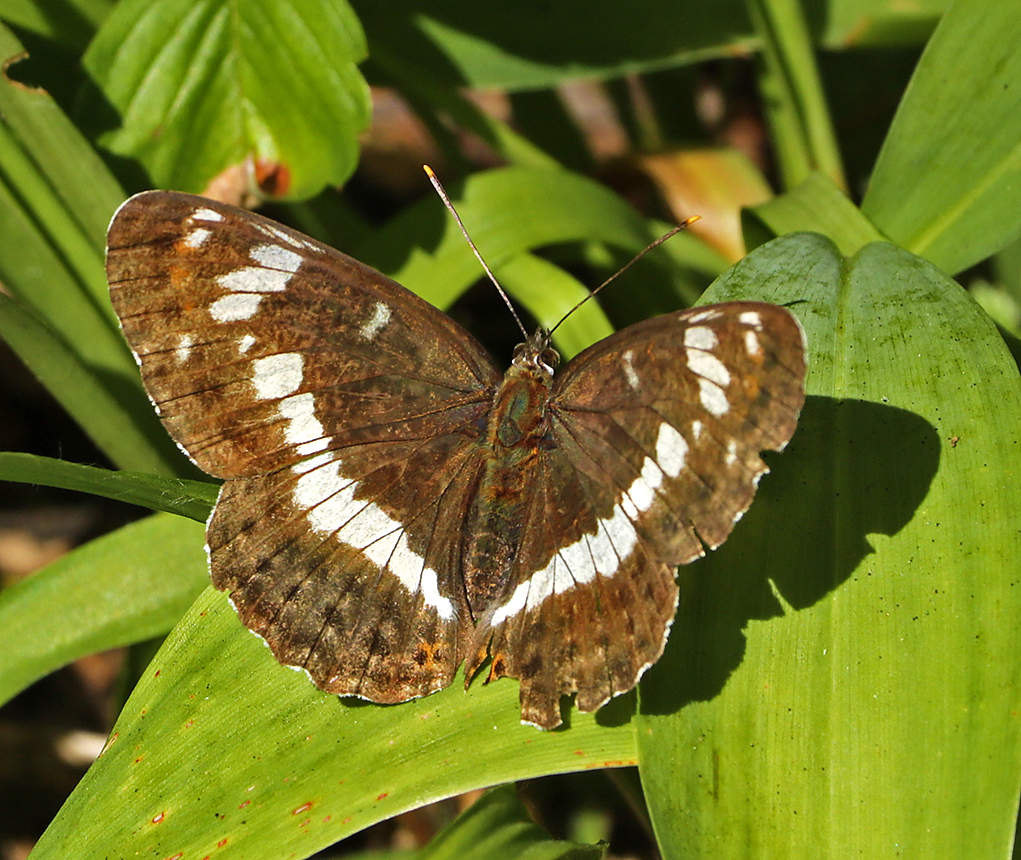 Ленточник камилла