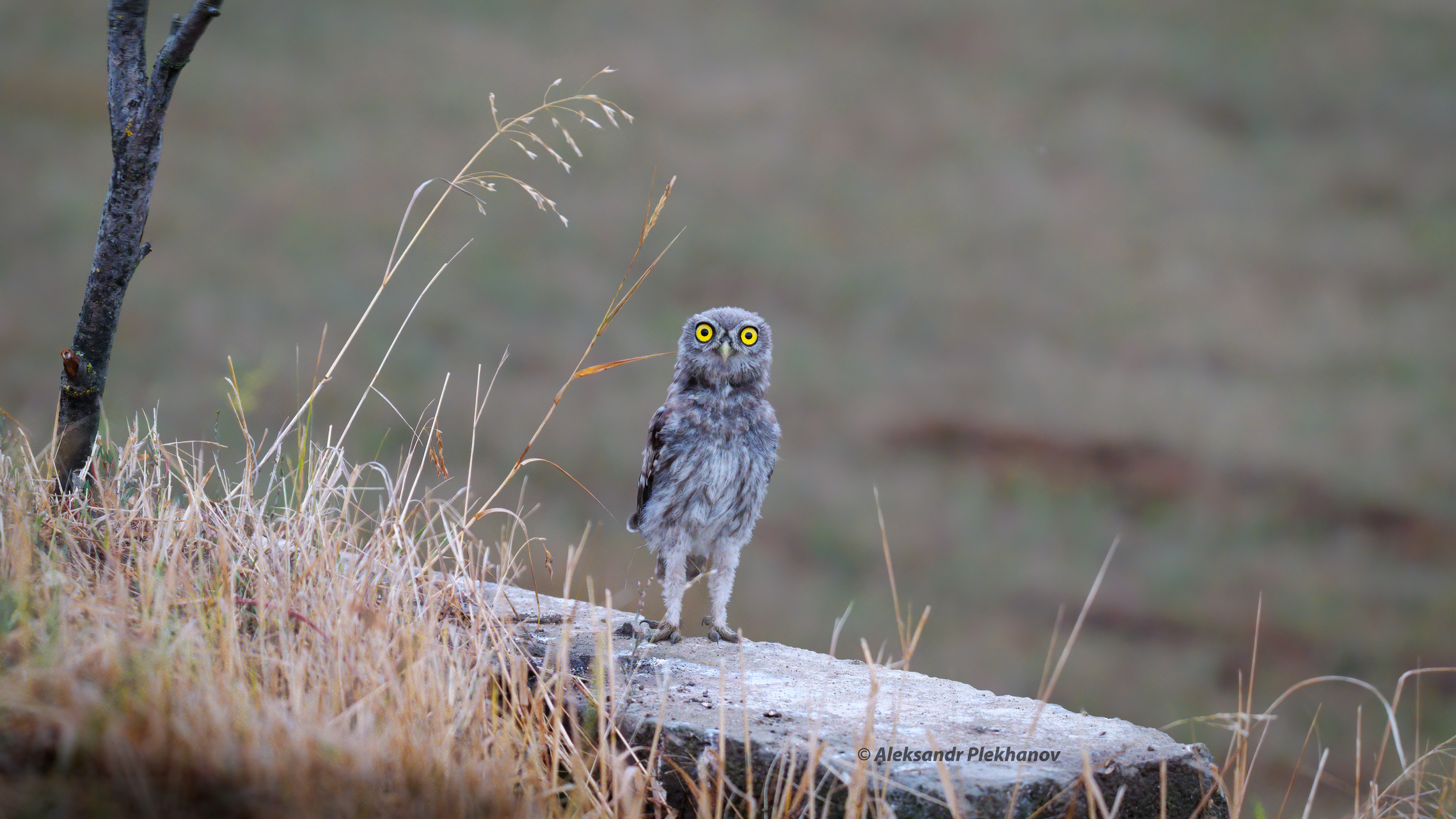 Чертёнок из табакерки