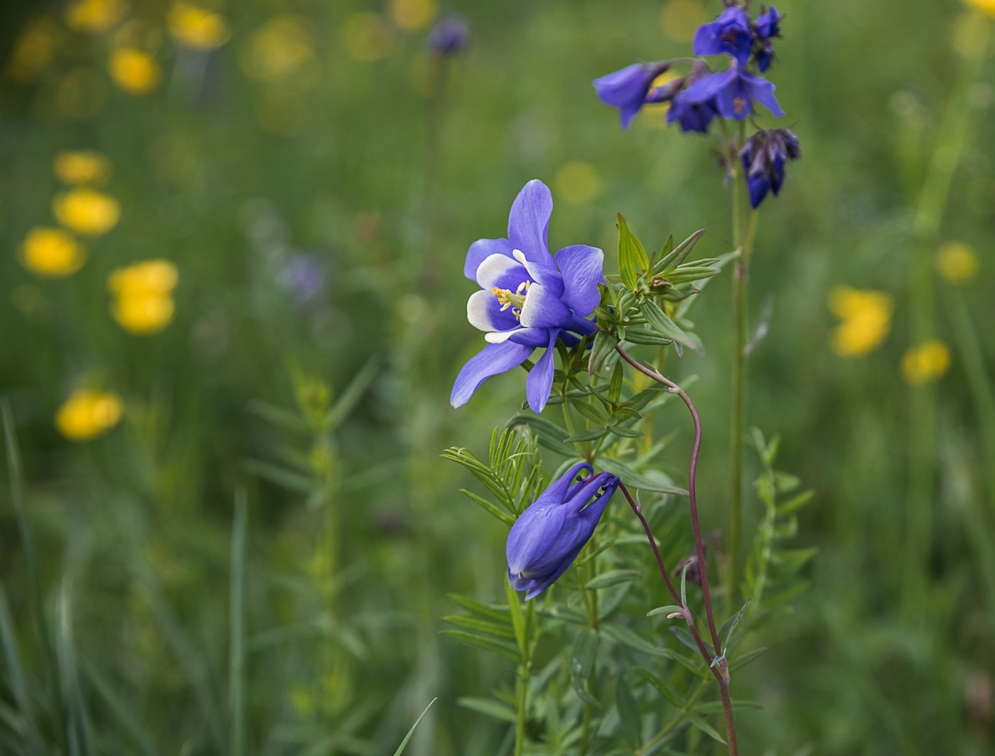 Водосбор - украшенье лета