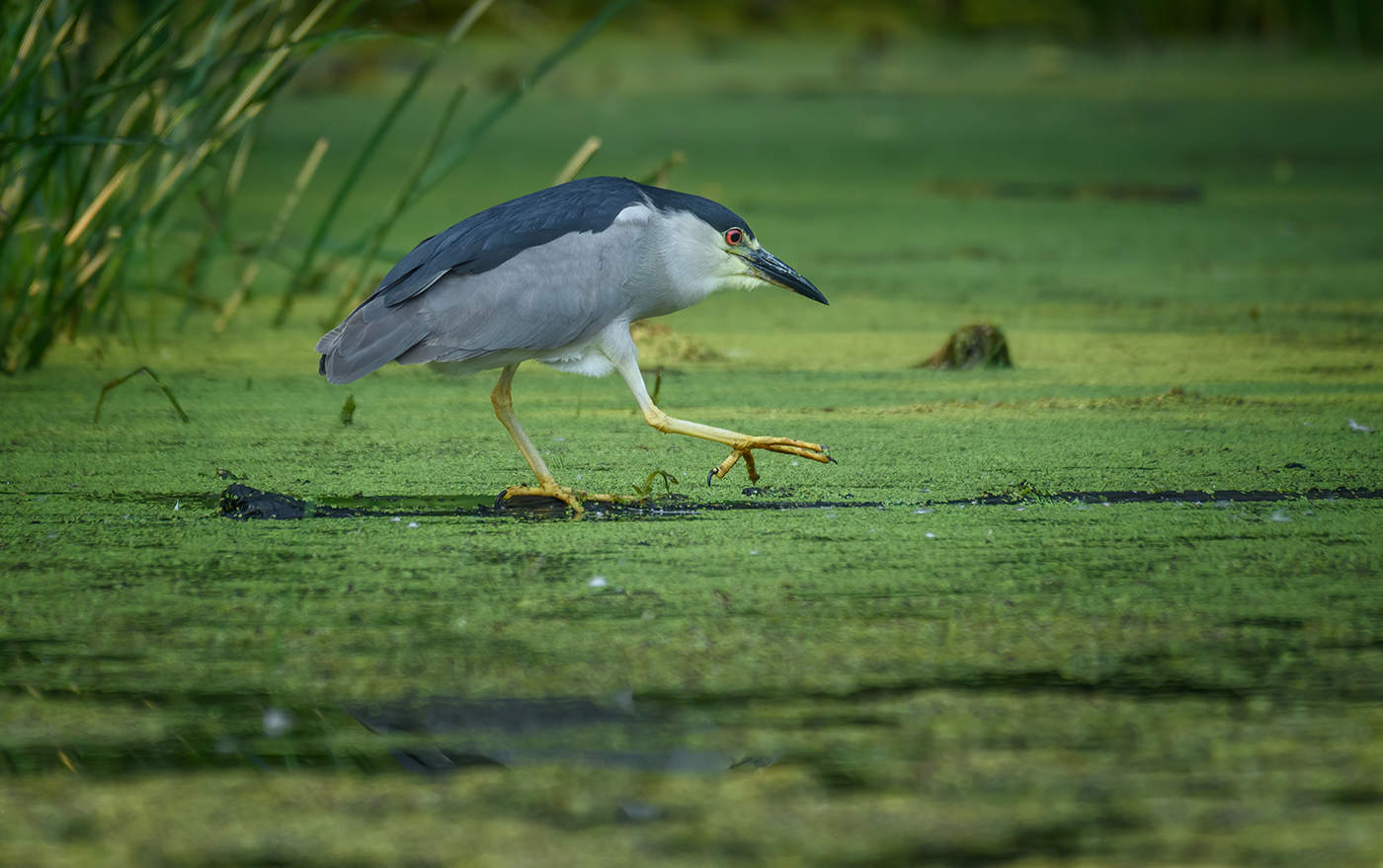 Black-crowned night heron
