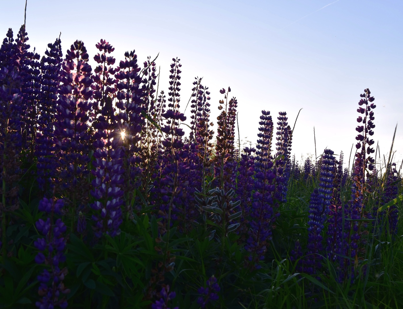 Вновь цветут люпины...