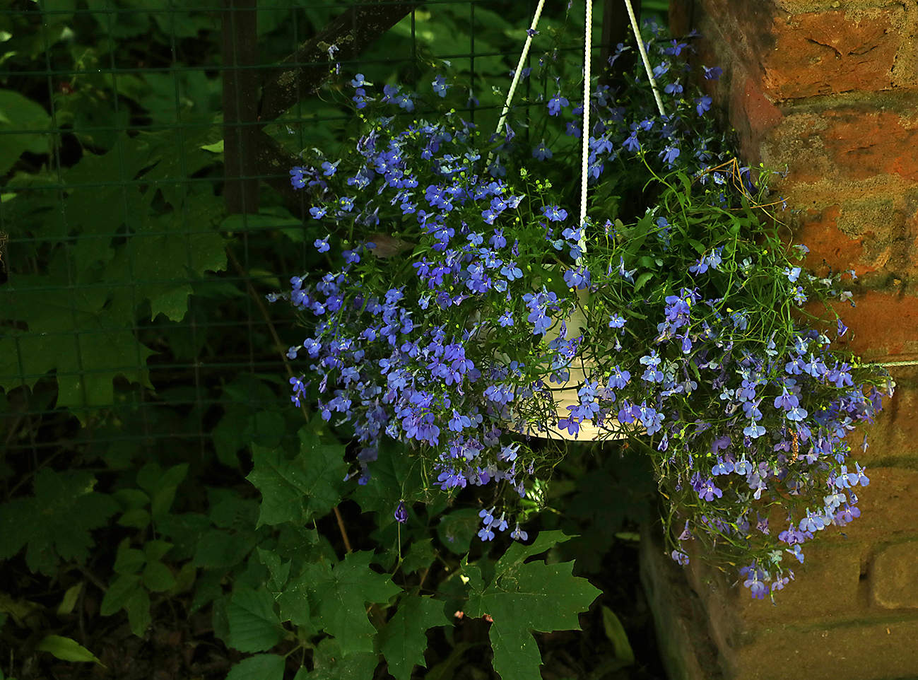 В Аптекарском огороде