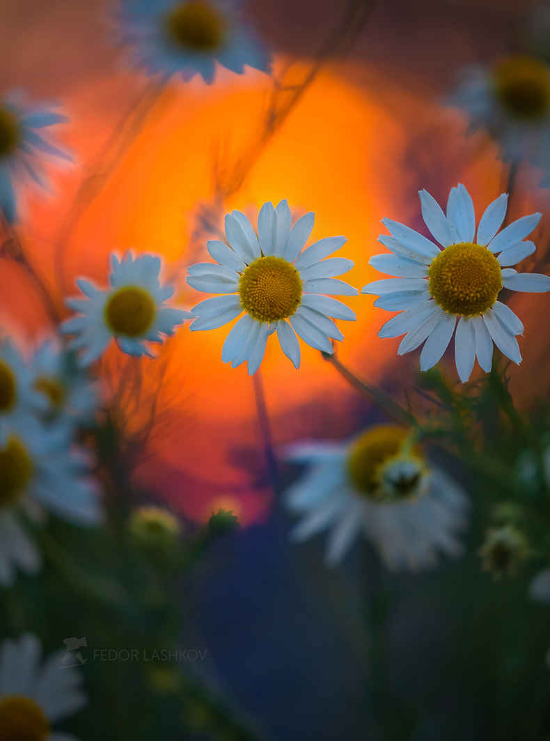 Ромашки на закате