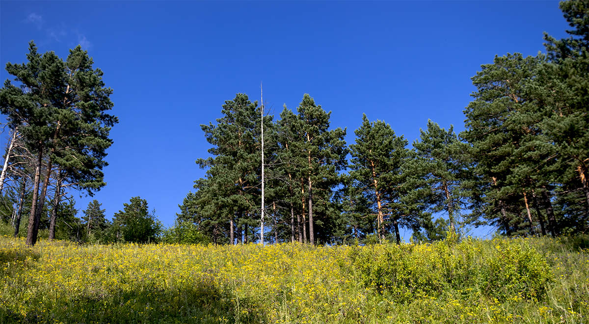 Погожий денек