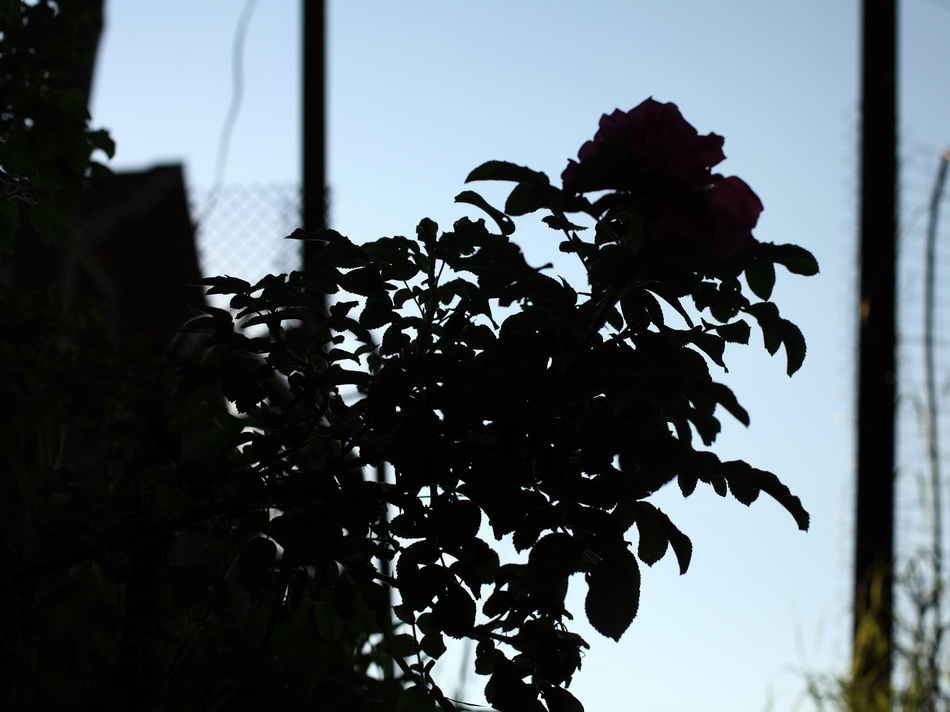 Жизнь вокруг