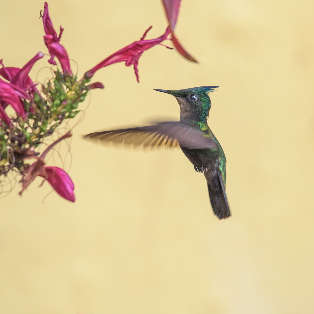 Antillean crested hummingbird