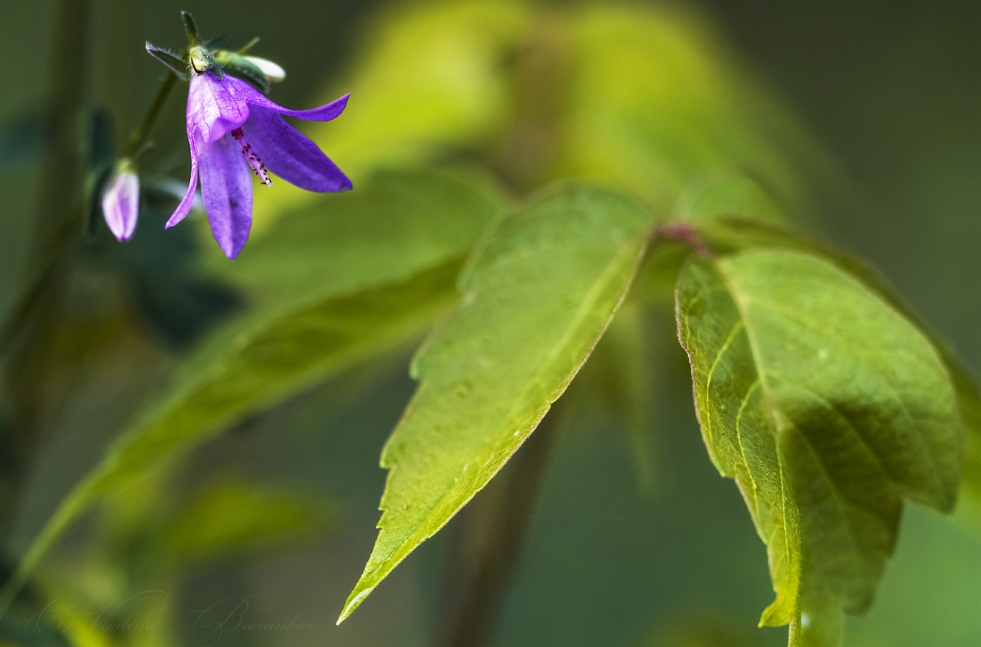 Колокольчик