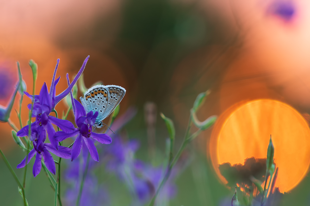 До свидания, Солнышко!